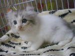 Romeo (Sold) - American Curl + Persian Cat