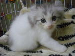 Romeo (Sold) - American Curl + Persian Cat