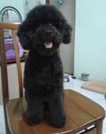 Blackie - Poodle Dog