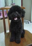 Blackie - Poodle Dog