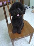 Blackie - Poodle Dog