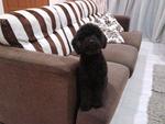 Blackie - Poodle Dog