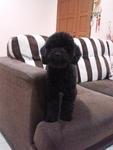 Blackie - Poodle Dog