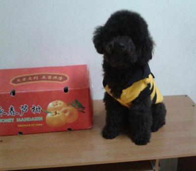 Blackie - Poodle Dog