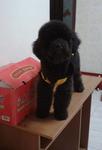 Blackie - Poodle Dog