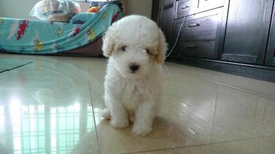 Home Breed Toy Poodle - Poodle Dog