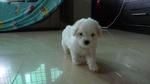 Puppy 4 -