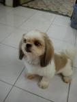 SHIH TZU FEMALE