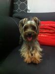 Whiskey - Yorkshire Terrier Yorkie Dog