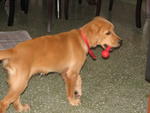 Whiskey with her favourite red rubber bone