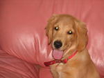 Whiskey - Golden Retriever Dog