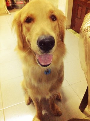 Whiskey - Golden Retriever Dog