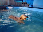 She is a very good swimmer!