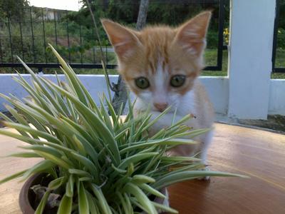 Simba - Domestic Medium Hair Cat