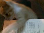 simba reads book