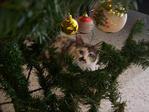 hiding behind the xmas tree