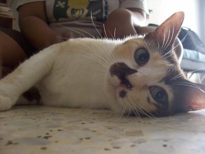 Cookie - Domestic Short Hair + Calico Cat