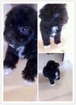 Toy Poodle -- Happy - Poodle Dog