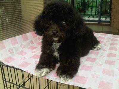 Toy Poodle -- Happy - Poodle Dog