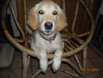 PF25714 - Golden Retriever Dog