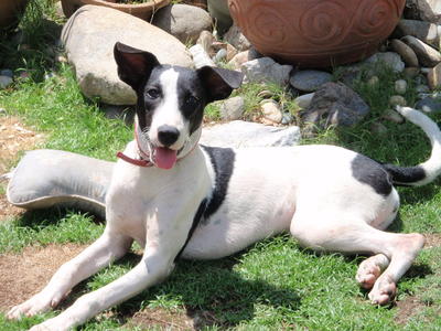 Cheeky Jeanie - Greyhound Mix Dog