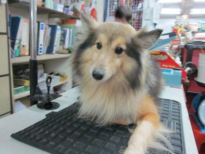 Shetland Sheepdog Male  - Shetland Sheepdog Sheltie Dog