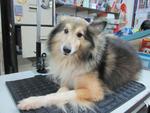 Shetland Sheepdog Male  - Shetland Sheepdog Sheltie Dog