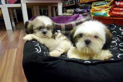 Shih Tzu  Tri Color For Sale - Shih Tzu Dog