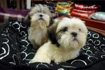 Shih Tzu  Tri Color For Sale - Shih Tzu Dog