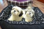 Shih Tzu  Tri Color For Sale - Shih Tzu Dog