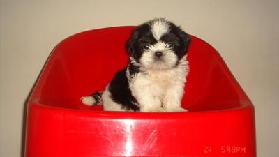 PF25728 - Shih Tzu Dog