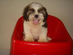 PF25728 - Shih Tzu Dog