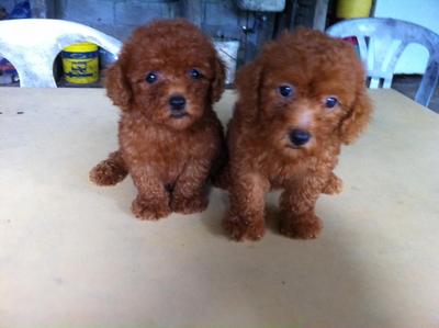 Super Red Toy Poodle With Cert - Poodle Dog