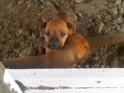 New Born Cutties For Adoption - Mixed Breed Dog