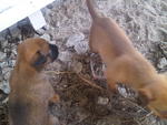 New Born Cutties For Adoption - Mixed Breed Dog