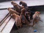 New Born Cutties For Adoption - Mixed Breed Dog