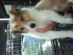 Shetland Sheepdog #2 Male - Shetland Sheepdog Sheltie Dog