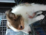 Shetland Sheepdog #2 Male - Shetland Sheepdog Sheltie Dog