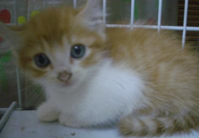 Napoleon (Sold) - American Curl + Persian Cat