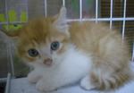 Napoleon (Sold) - American Curl + Persian Cat