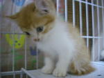 Napoleon (Sold) - American Curl + Persian Cat