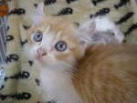 Napoleon (Sold) - American Curl + Persian Cat