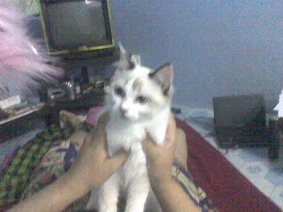 Lola - Birman + Siamese Cat