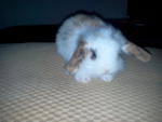 Fuzzy Bun 3&amp;4 - American Fuzzy Lop Rabbit