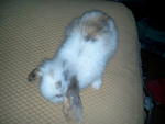 Fuzzy Bun 3&amp;4 - American Fuzzy Lop Rabbit