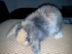 Fuzzy Bun 3&amp;4 - American Fuzzy Lop Rabbit