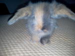 Fuzzy Bun 5&amp;6 - American Fuzzy Lop Rabbit