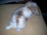 Fuzzy Bun 7&amp;8 - American Fuzzy Lop Rabbit