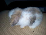 Fuzzy Bun 7&amp;8 - American Fuzzy Lop Rabbit