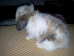 Fuzzy Bun 7&amp;8 - American Fuzzy Lop Rabbit